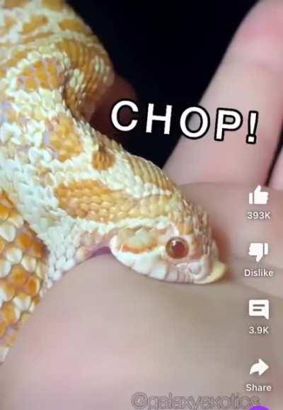 Somebody did the snake version of the ICP meme 🤣