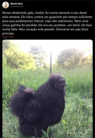 Roi gente, sou membro novo 😳👍 F André 😔💔🙌