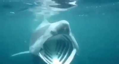 ten rekin brzmi jak gimper😳