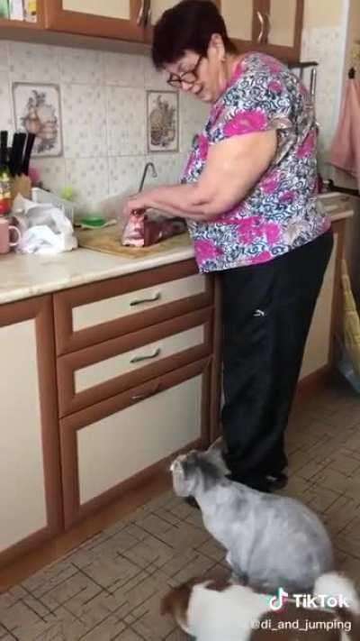 Don't know what they are saying but I speak cat