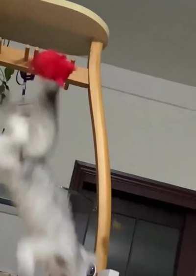 Cat leaves the scene after breaking the glass.