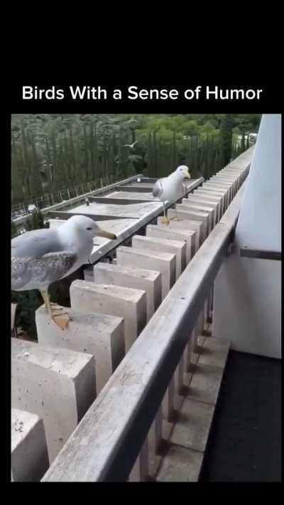Birds with sense of humor