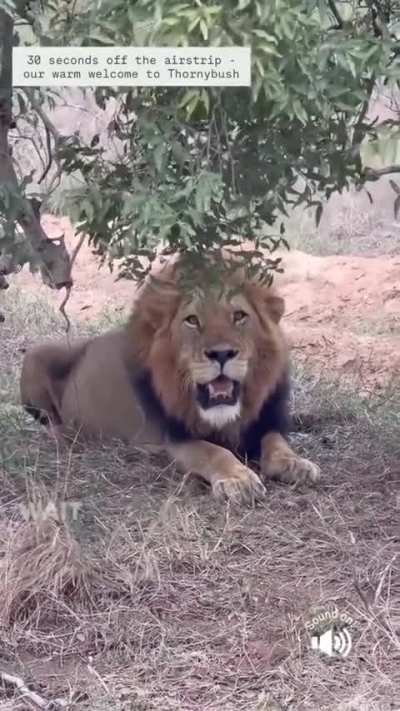 A warning from the king 1-4 NBDM