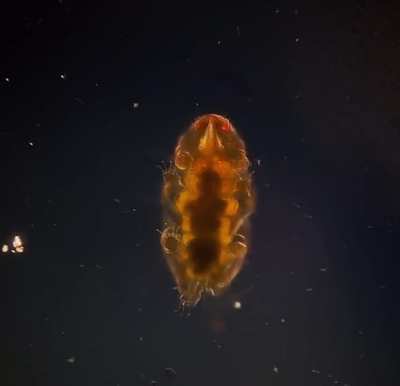 A tardigrade, or water bear, strolls across a glass slide. Known for their extreme resilience, just look at those little paws!