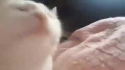 *You take a sip from your trusty vault 13 canteen*