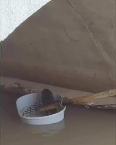 Спасения рядового кота