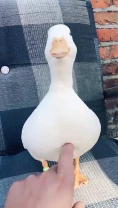 Para este domingo de patos; ¿han escuchado a uno reir? 🦆