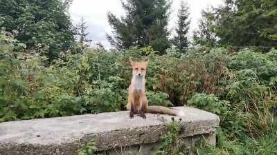 Weird looking pupper i came across