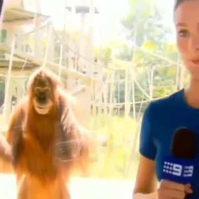 Monkey likes what he sees