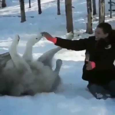 Big wolf acts like puppy