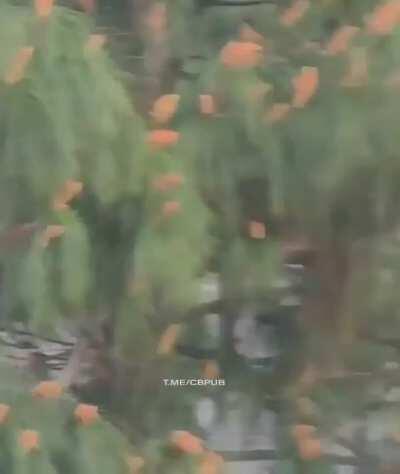 WCGW trying to drive a children's toy car