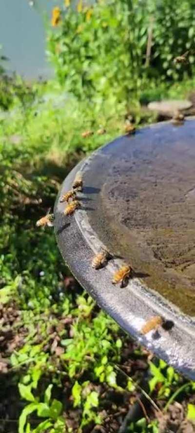 Busy Honey Bees Drinking