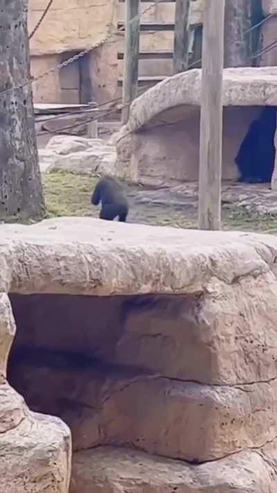 Monke was having so much fun :(