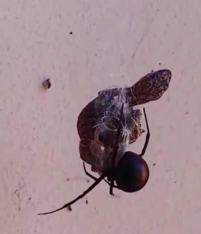 Something about a spider eating something that is not a invertebrate I find disturbing.