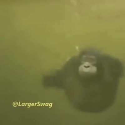 discord mod learing to swim dont make fun