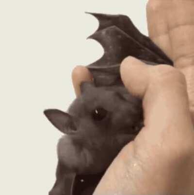 Thanks, I hate bat licks