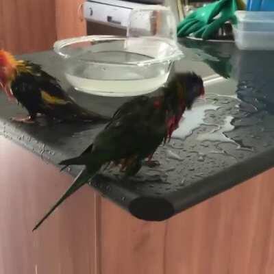 I'm just happy they're happy....and I don't need to clean it up