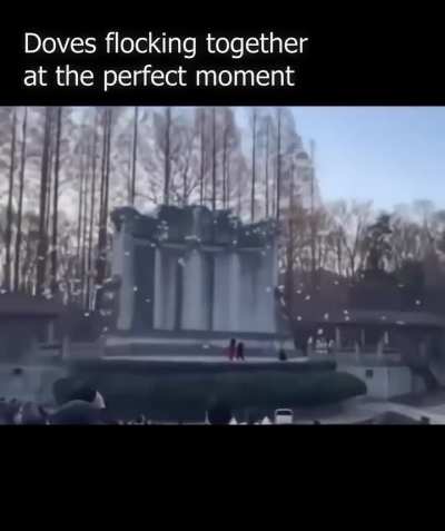 Perfectly Timed Doves🕊️✨