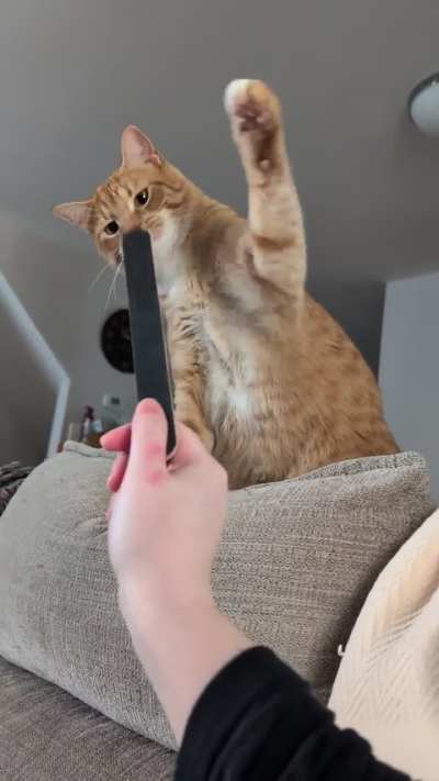 Sam vs the nail board 🐾