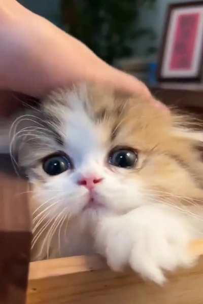 Help me name my kitten. She is fluffy and loves to be cuddled.