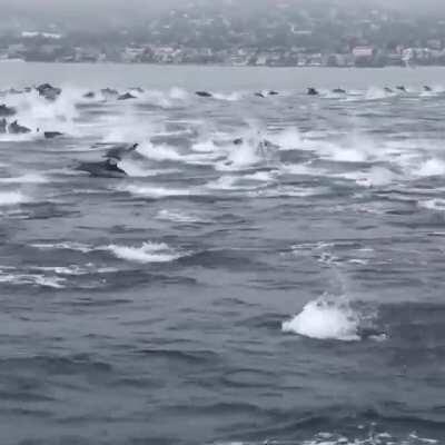 🔥 Large pod of dolphins off the coast of Laguna Beach, CA 🔥