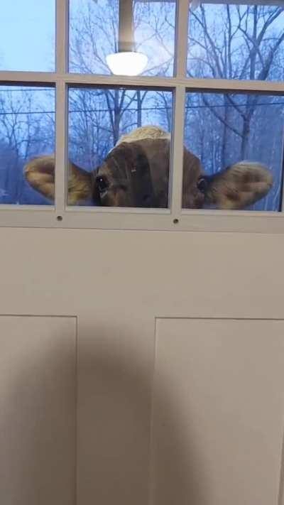 Hi I’m Your New Neighbor by shaam