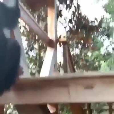 in these uncertain times we must embrace monke and reject humanism