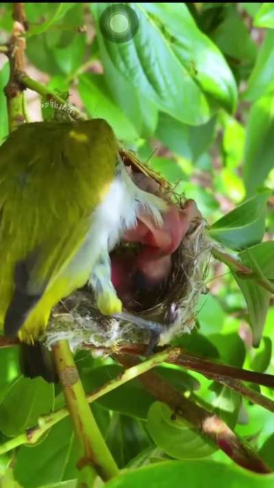 Cuckoo chick getting evicted!
