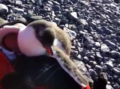 Baby penguin meets a human for the first time. Determines they can be used for warmth.