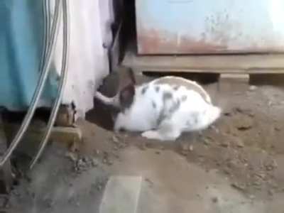Rabbit digging hole to save the cat