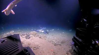 NOAA Scientists Film Shark Swallowed Whole during Deep-Sea Feeding Frenzy