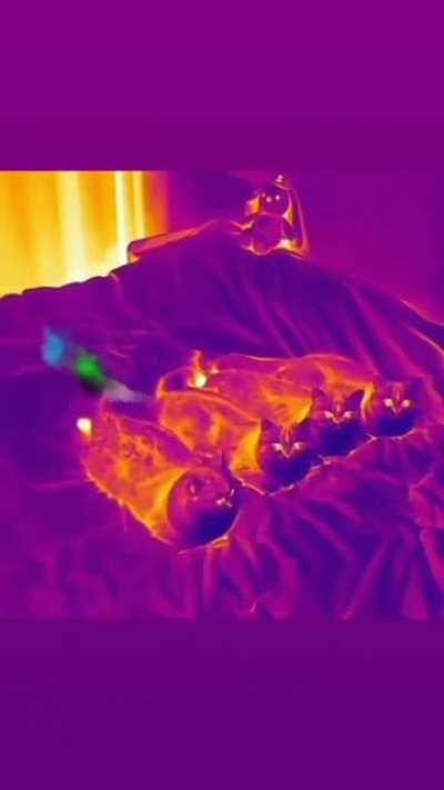 Cats From An Infrared Point Of View