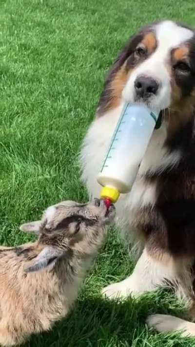 Don't Worry Little Goat I Got Your Back