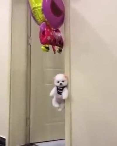 Now we know why Sylvester and Wile E. kept trying this!