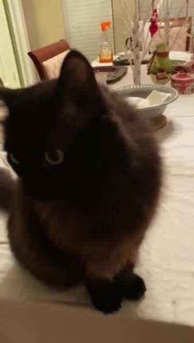 Extremely rude, all the pets needed