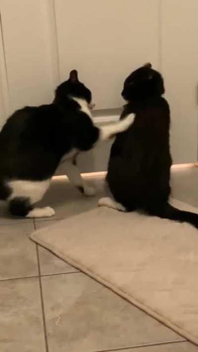 Cats being jerks