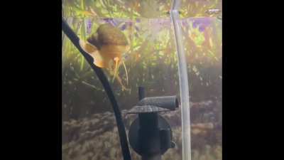 I made an edit of u/ Crafty_Swan_3705’s parasnailing video (turn on volume)