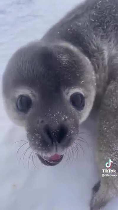 Furry little baby’s first words