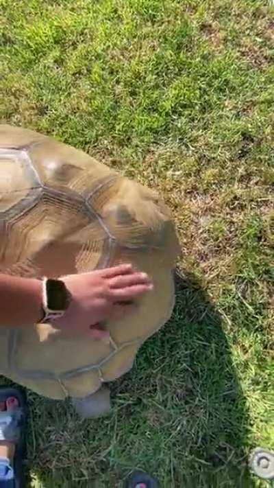 Buddy cruzin by for a quick rub down on his sweet spots. The butt wiggle gets me every time!