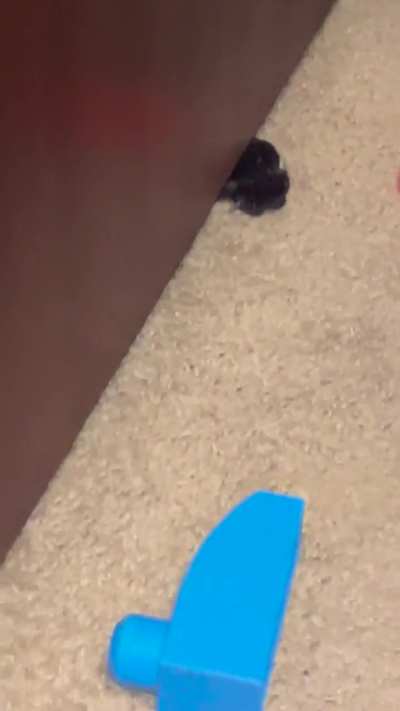 There’s a gremlin under my dresser that knows when it’s being recorded!