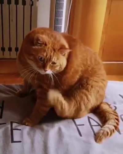 OVeRwEIgHt DEPResSED CaT RIpS Its oWn FAcE OfF