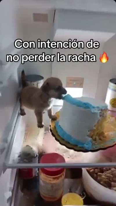 ShitpostBR - Video #7289