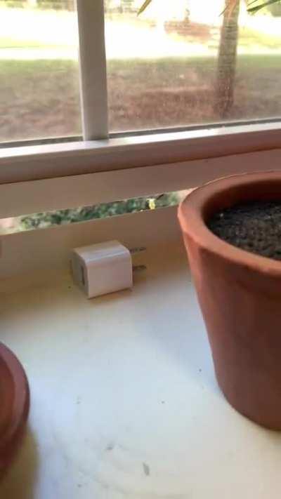 Наблюдатель