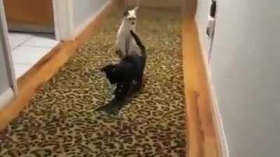 not my cats, but dang they're cute