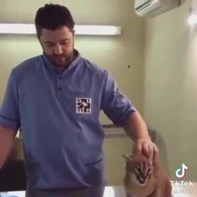 Wild cat making random sounds