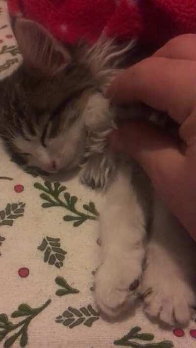 Freshly spoiled farm kitty