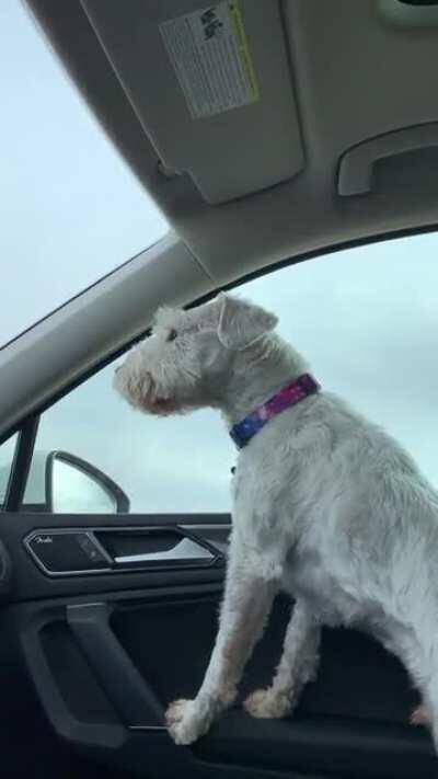 The entire mile leading up to the dog park