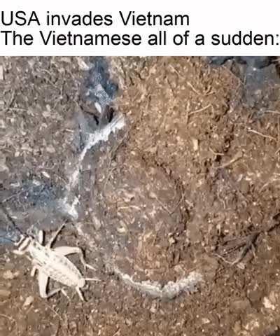 The trees are speaking Vietnamese
