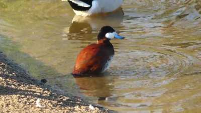 Cute ruddy duck preening with its blue bill
