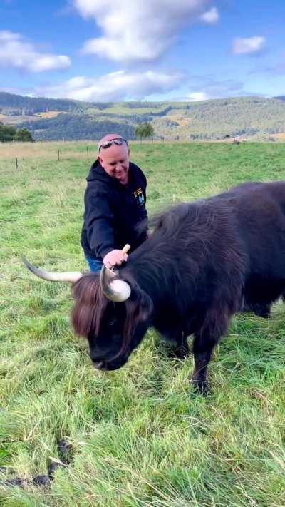 Mooh yeah, this is the best